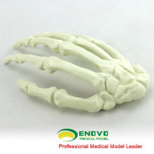 WHOLESALE SIMULATION BONE 12324 Medical Artificial Hand Bone Model , Orthopaedics Practice Simulation Bone